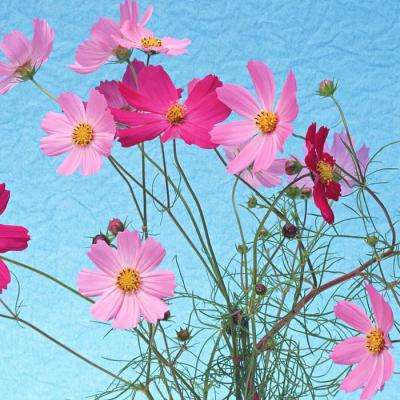 爱体育APP手机app下载